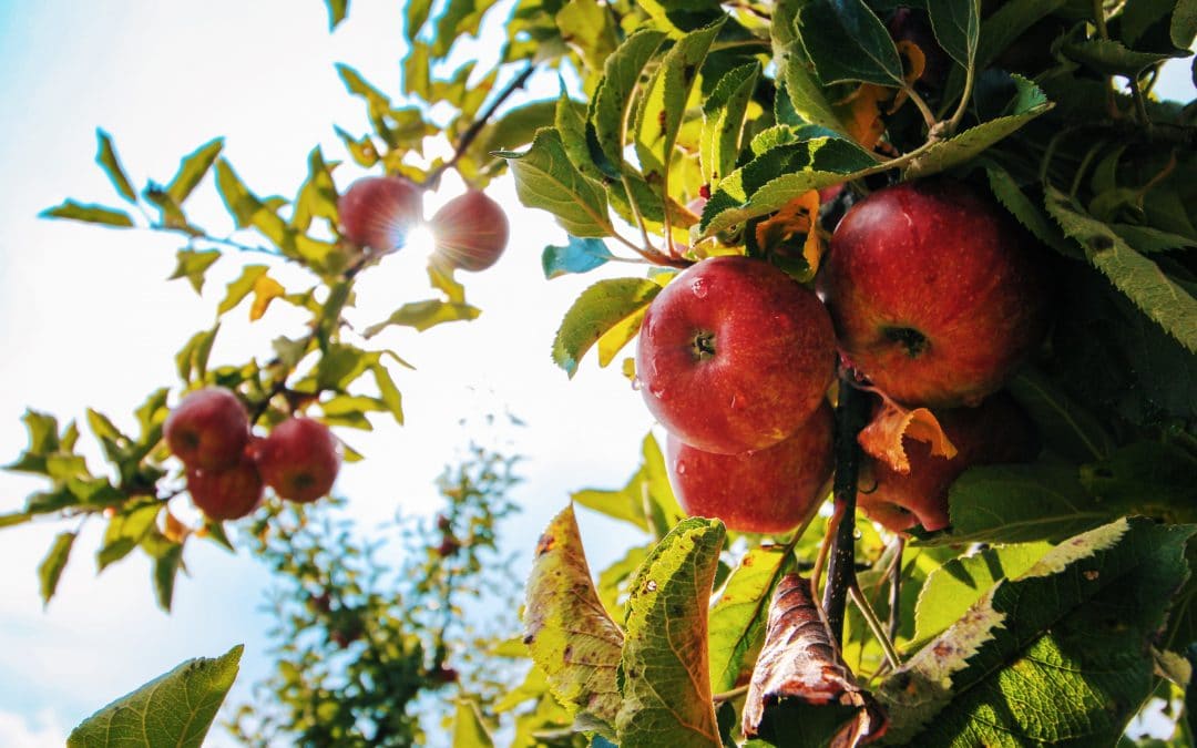 L’énergie vibratoire des aliments