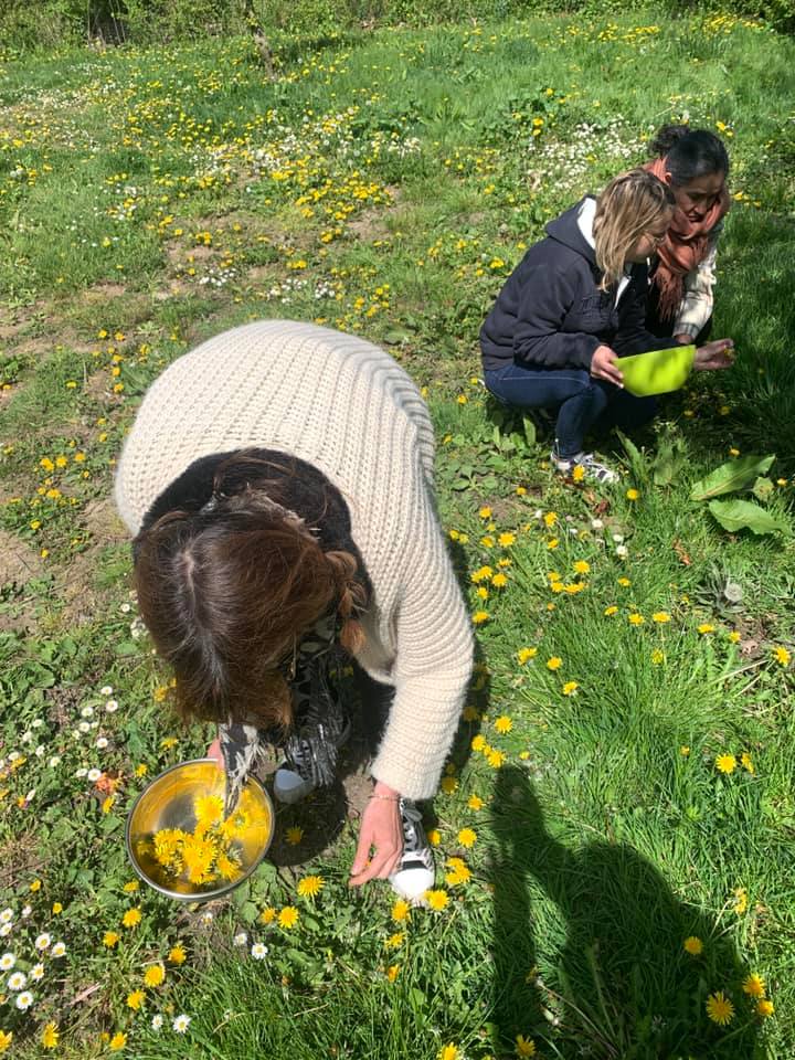 Plantes phyto lille dunkerque formation naturopathe