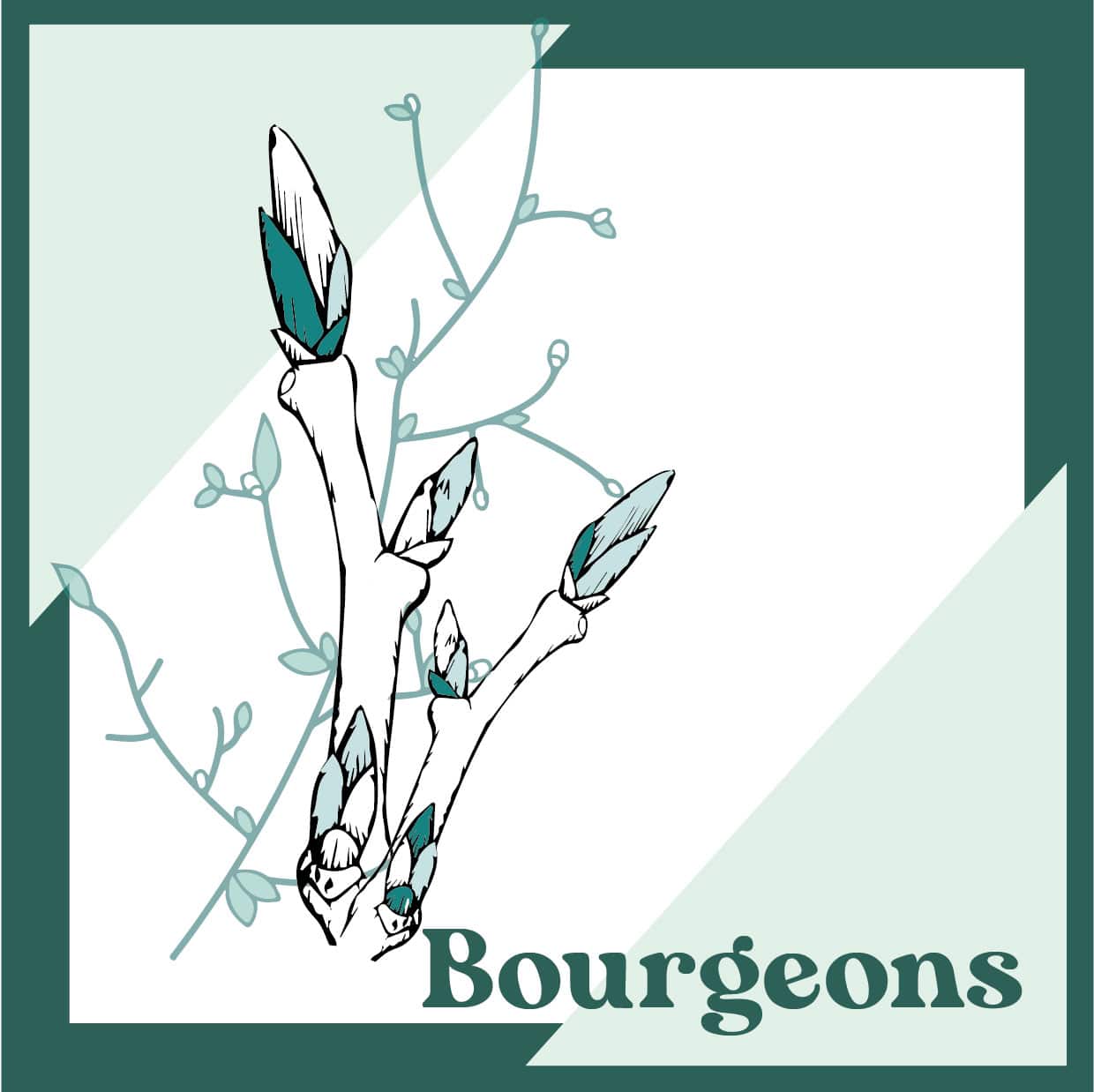 Formation naturopathie Cergy Pontoise Loiret Sologne: stage bourgeons - gemmothérapie