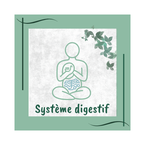 Système digestif réflexologie