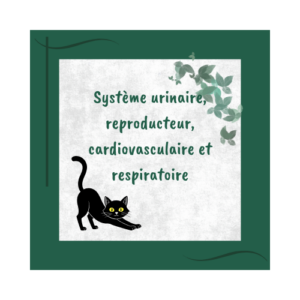 Système urinaire, respiratoire, pulmonaire et reproducteur