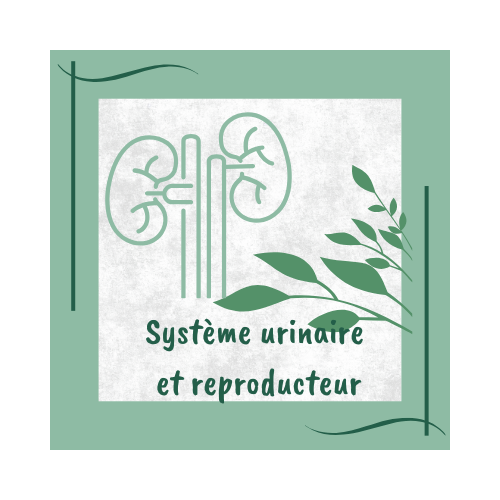 Système urinaire et reproducteur réflexologie