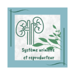 système urinaire et reproducteur. naturopathie