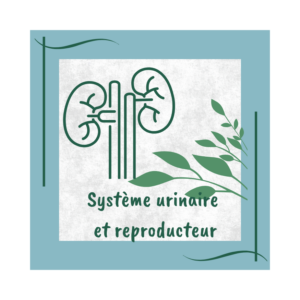 système urinaire et reproducteur. naturopathie