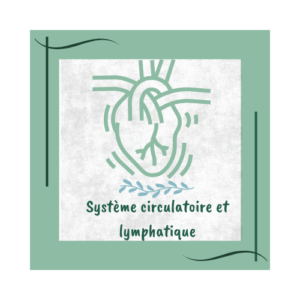 système circulatoire et lymphatique