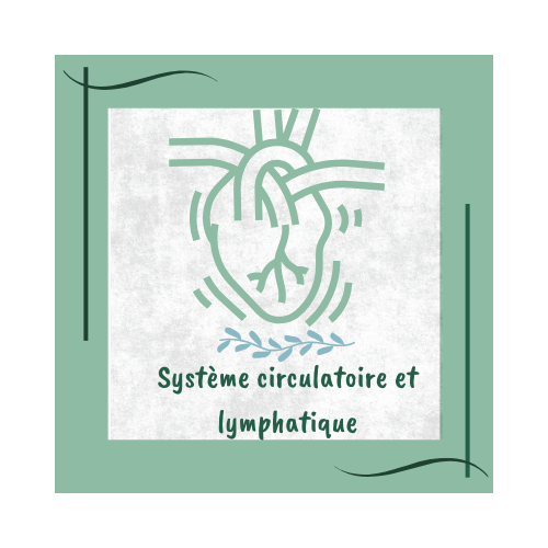 système circulatoire et lymphatique