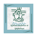 système circulatoire et lymphatique