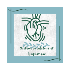 système circulatoire et lymphatique