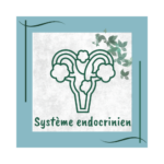 système endocrinien naturopathie