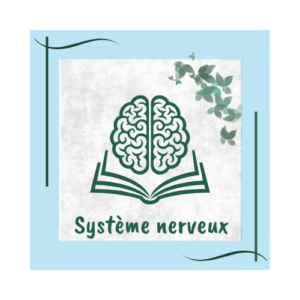Module 08 - Système nerveux
