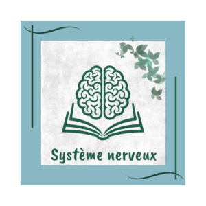 système nerveux formation naturopathie