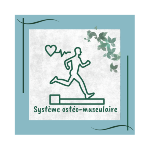système ostéo-musculaire muscles et os naturopathie