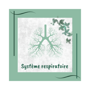 Système respiratoire réflexologie