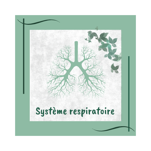 Système respiratoire réflexologie