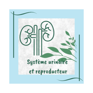 Système urinaire et reproducteur